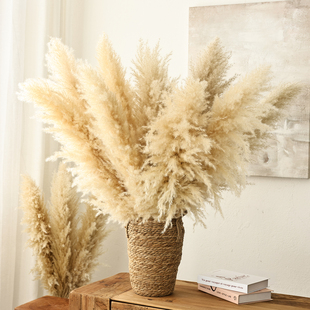 芦苇草干花花束客厅摆设橱窗蒲苇仿真花摆件落地插花天然风干真花