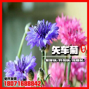 矢车菊种子四季易种室外庭院景观绿化观赏盆栽花卉蓝宝石耐寒花籽