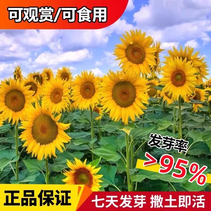 向日葵种子观赏切花食用葵花种籽孑油葵文森特室内外易活盆栽花籽