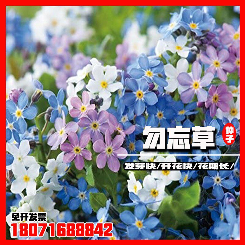 勿忘草种子情人草种籽风流草蓝布裙求偶草阳台盆栽倒提壶花卉花籽