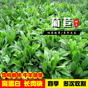 将军大叶菊苣草种籽四季 养鸭鹅鸡兔牛羊喂猪菜种孑多年生牧草种子