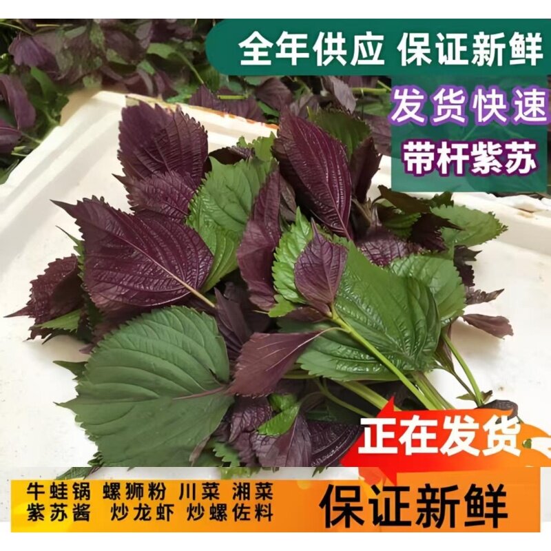 紫苏叶新鲜食用蔬菜粘豆包叶蘸酱菜东北特产紫苏叶的功效与作用