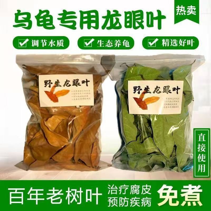 乌龟专用龙眼叶红色桂圆树叶生态图片