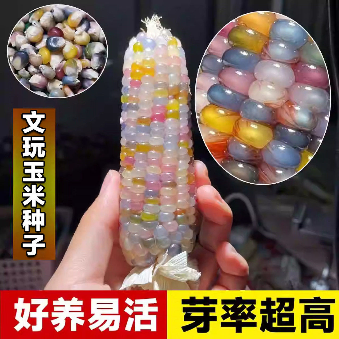 文玩玉米种子七彩玻璃宝石玉米种籽彩色大颗粒糯玉米籽儿童种植种