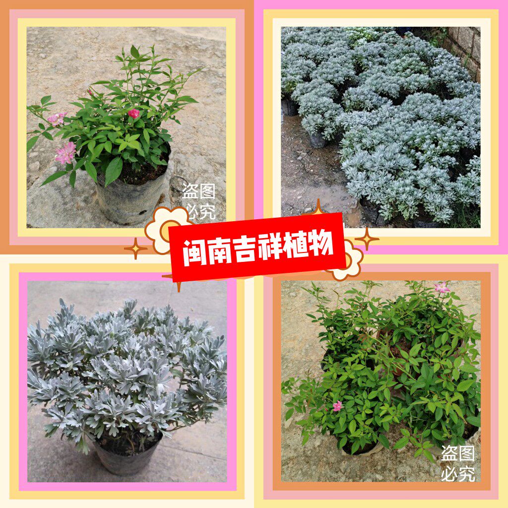 稻春花 芙蓉菊绿植盆栽月季老人