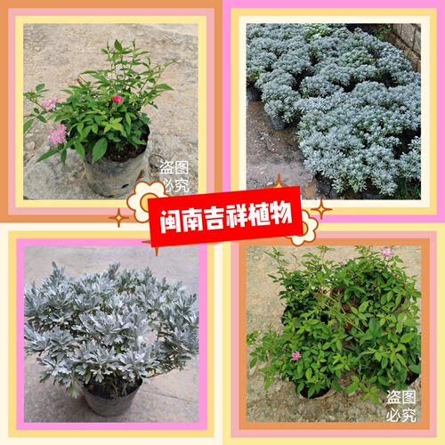 稻春花 芙蓉菊绿植盆栽月季老人花闽南吉祥植物庭院阳台大门口花