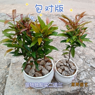 红车木苗盆栽耐寒耐热绿植红枝蒲桃鸿运当头花苗庭院阳台绿化花苗