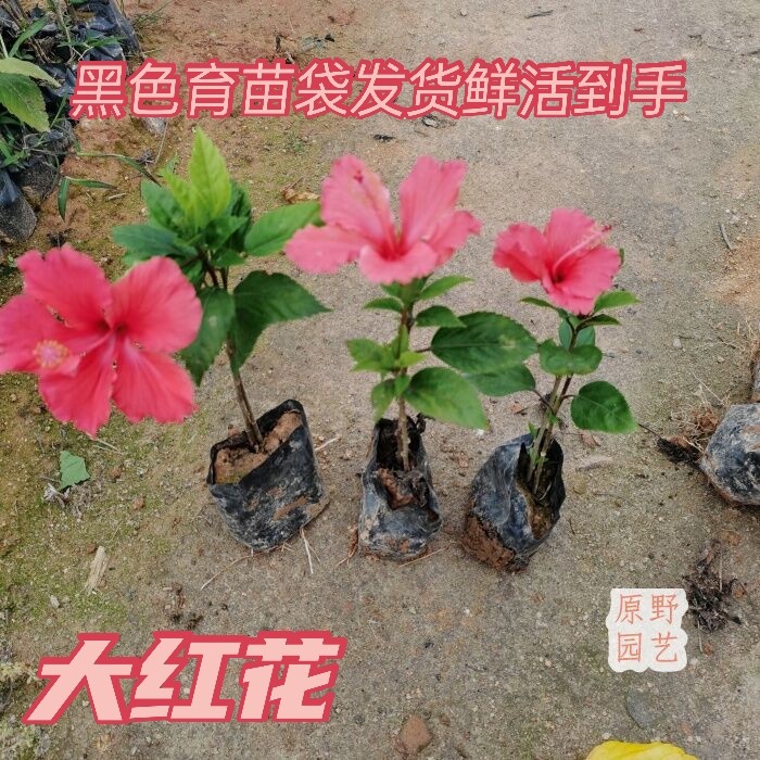 大红扶桑花苗盆栽花卉单瓣朱槿庭桌面绿植