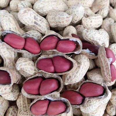 四川两粒红皮干花生带壳生花生种子晒干老品种红衣花生农家自种