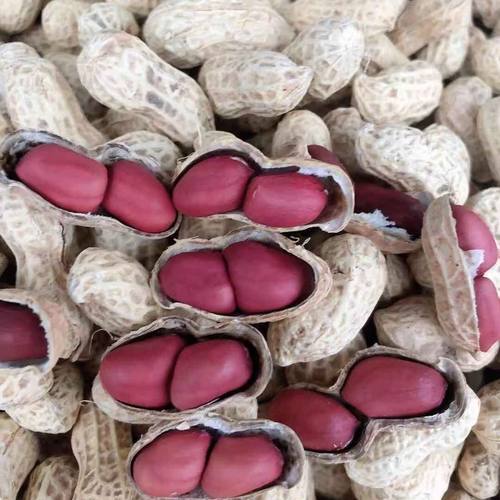 四川两粒红皮干花生带壳生花生晒干老品种红衣花生农家自种