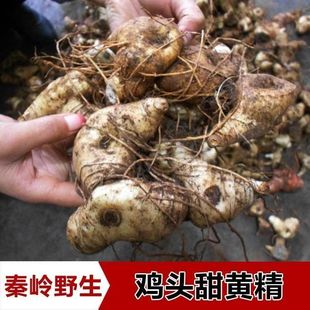 野生黄精新鲜老虎姜秦岭野生鸡头中药材滋补品食用泡水泡酒煲汤
