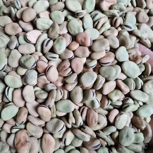 农家干蚕豆四川小胡豆重庆生胡豆罗汉豆新货 豆瓣酱原料 家禽饲料