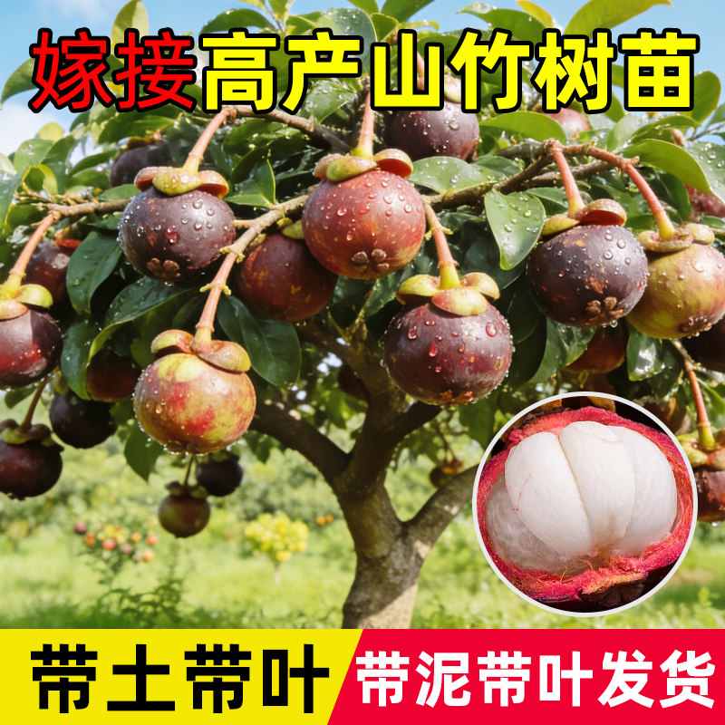 黄金山竹树苗带果庭院盆栽地栽水果树果苗南北方耐寒四季种植嫁接