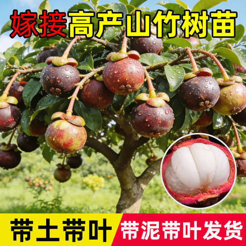 黄金山竹树苗带果庭院盆栽地栽水果树果苗南北方耐寒四季种植嫁接