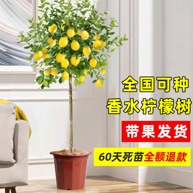 香水柠檬树树苗盆栽带果客厅绿植室内花卉耐热花卉阳台庭院大植物,鲜花速递/花卉仿真/绿植园艺,果树,淘宝优惠券,粉丝福利购,淘宝优惠卷