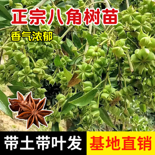 八角树苗嫁接广西大红八角树苗罗马八角树苗矮化高产带土带叶发货