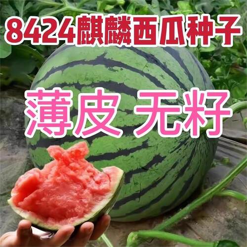 8424麒麟西瓜种子无籽高产冰糖懒人西瓜种子南方当年蔬菜水果种孑