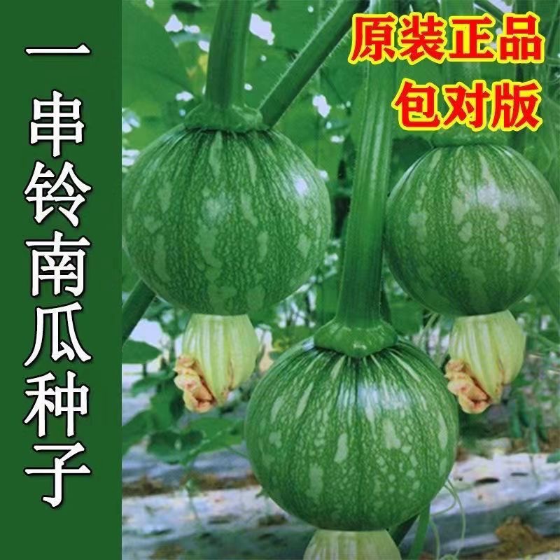 一串铃南瓜种子迷你花皮圆形早熟嫩小南瓜种四季蔬菜阳台盆栽种籽