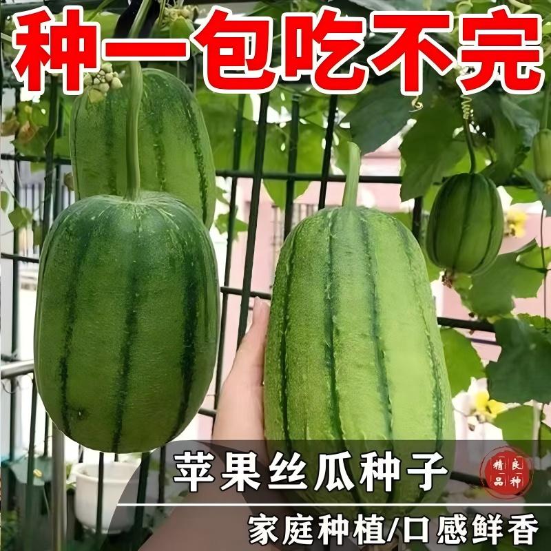正品苹果丝瓜种子可生吃短棒肉丝瓜菜瓜种籽高产四季盆栽蔬菜种子