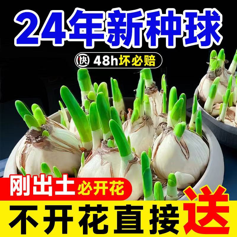 正宗漳州水仙花种球水养植物开花带香味室内水培花卉植物水仙球