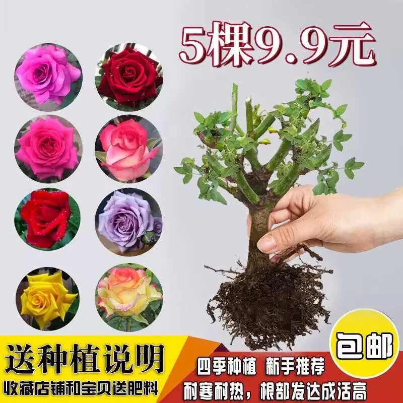 9.9元5颗玫瑰花苗四季开花盆栽花卉植物月季老桩树苗特大蔷薇花苗-封面