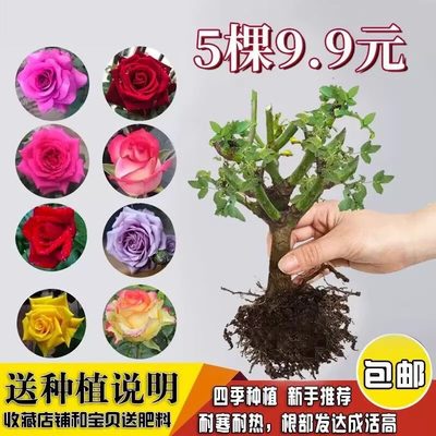 玫瑰花苗四季盆栽盆栽月季花苗