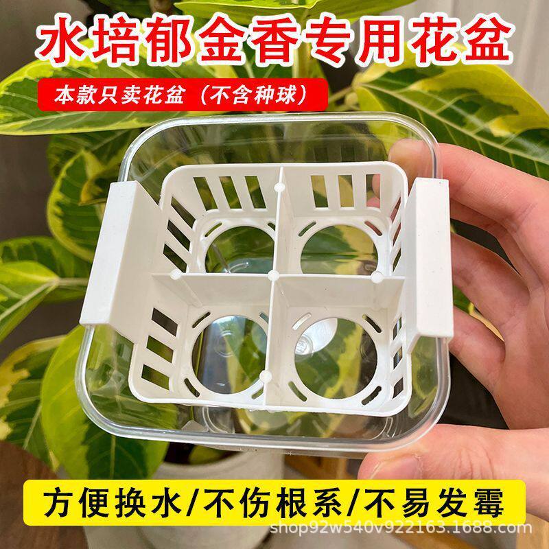 水培郁金香专用自带定植篮水养花图片