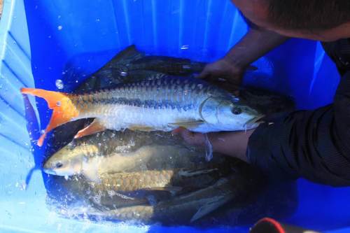 盈江结鱼，批以及零售，纯野缅甸进口，稀有金吉罗