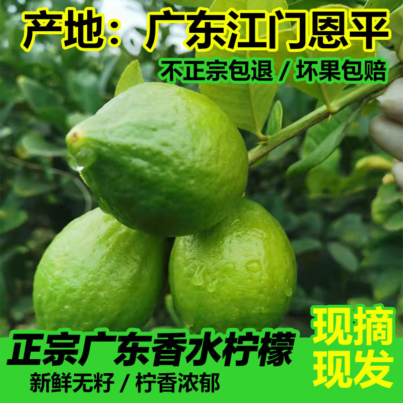 农户自产广东香水柠檬柠檬茶奶茶店专用无籽薄皮精选次一级果