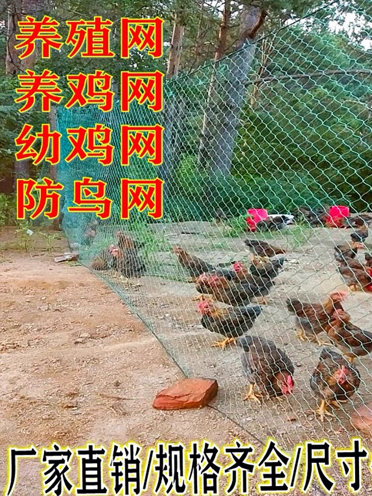 塑料养鸡网家禽养殖网天网拦鸡鸭网山鸡网防护网菜园围栏网尼龙网