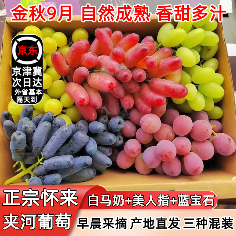 白马奶美人指蓝宝石正宗怀来葡萄图片