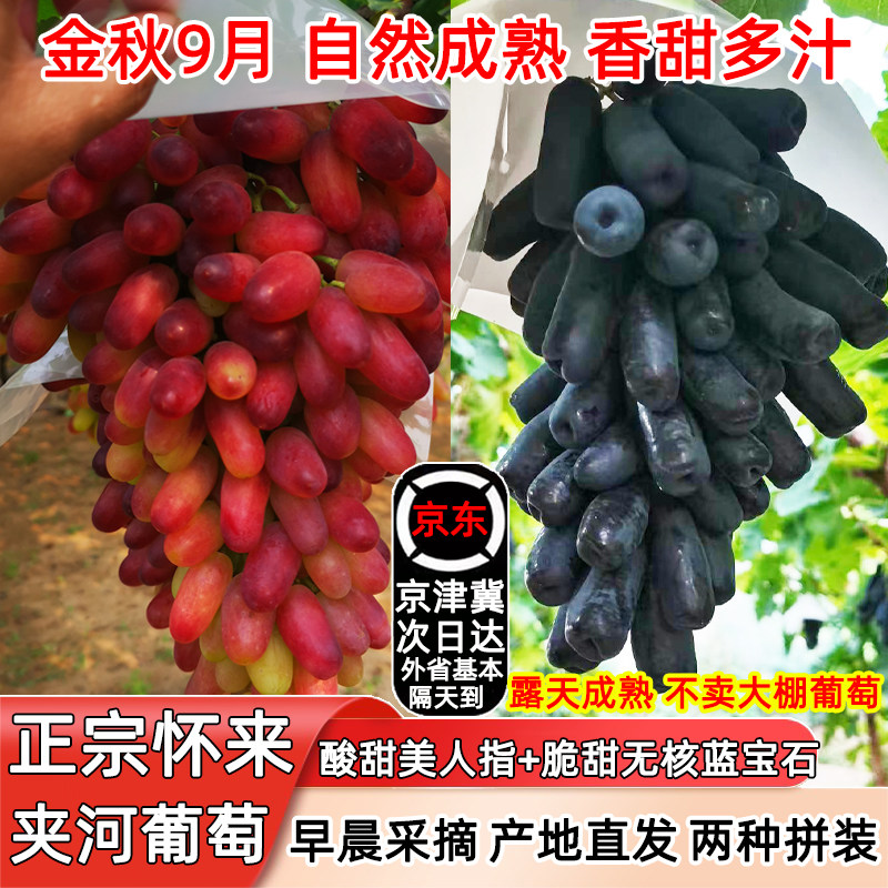 河北怀来蓝莓夏黑美人指葡萄拼装