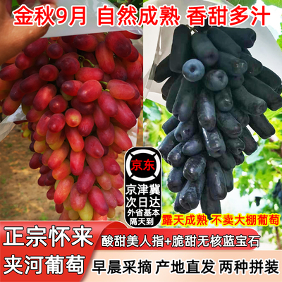 河北怀来蓝莓夏黑美人指葡萄拼装