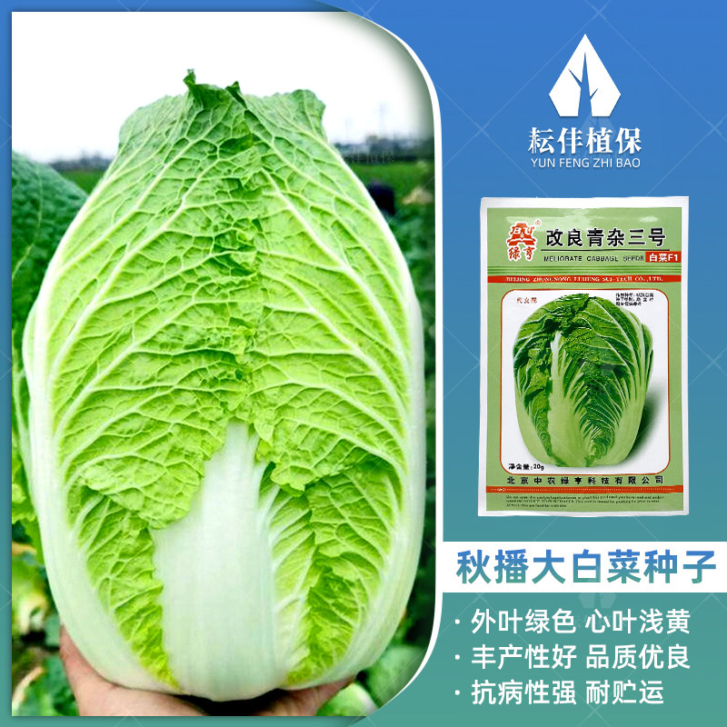 大白菜种子黄心白菜种子青菜种籽秋季过冬高产耐寒蔬菜种孑菜种籽