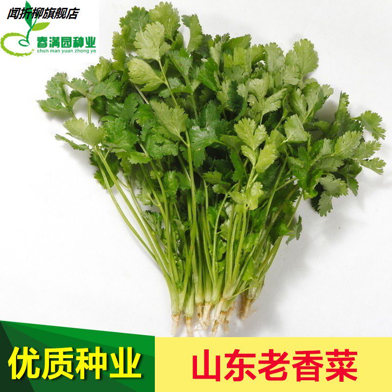 山东老香菜种子小叶盆栽秋四季阳台种菜春季种籽苗大香料蔬菜种孑|ruв категории доставка цветов/цветок моделирования/растения садоводства, цветок/овощи и фрукты/газон семян (новая), домашнее садоводство семян - от Buy2taobao.com для оказания профессиональной услуги покупки агента Taobao