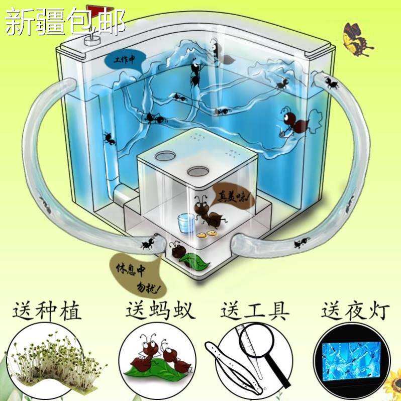2023新款新疆包邮箱生态巢蚂蚁城堡宠物蚁后窝繁殖家园工坊屋蚂蚁