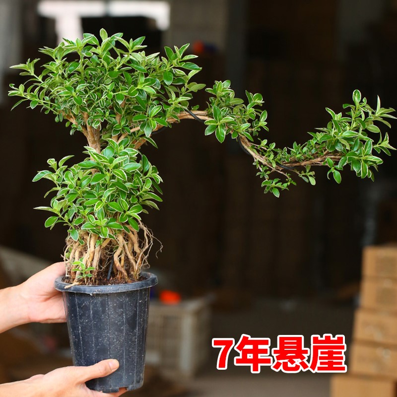 新品金边六月雪盆景办公桌老庄绿植茶几盆栽悬崖造型中式阳台花卉