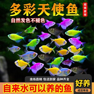 天使鱼七彩鱼柠檬青苹果红天使绿老虎大型热带金鱼观赏鱼好养耐活