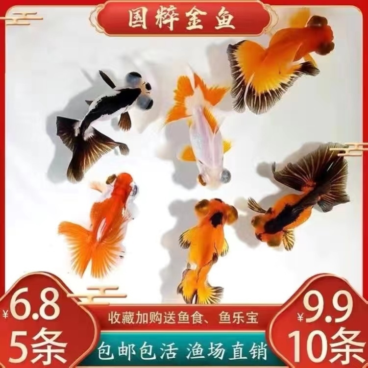 不打氧耐活冷水鱼小鱼活水草观赏鱼淡水鱼好养活耐养宠物鱼懒人