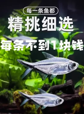 黑尾大勾鱼好养耐活群游小型