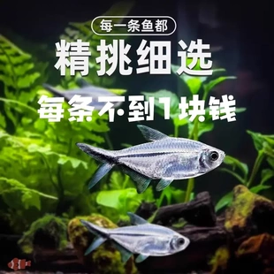 黑尾大勾鱼好养耐活群游小型热带淡水鱼活鱼大勾扯旗灯科鱼观赏鱼