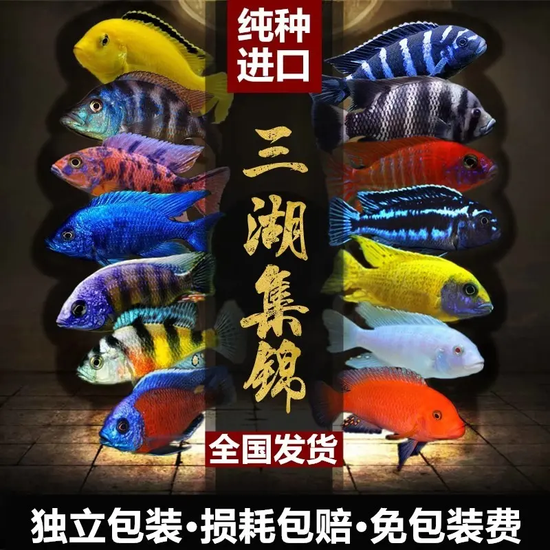 精品三湖慈鲷鱼马鲷苗观赏鱼非洲王子斑马淡水耐活好养小型热带鱼