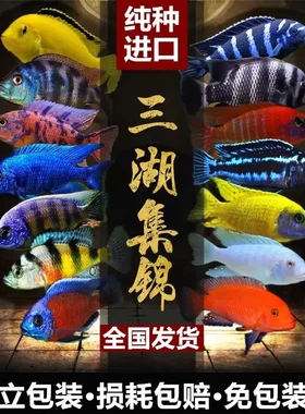 精品三湖慈鲷鱼马鲷苗观赏鱼