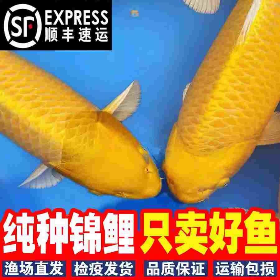 纯种锦鲤龙凤黄金白金黑金冷水淡水鱼好养耐活观赏鱼招财鱼小鱼苗,3C数码配件,USB多功能数码宝,淘宝优惠券,粉丝福利购,淘宝优惠卷