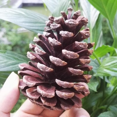 Mini Decorative Pinecone Pine Cones Pinecone For Christmas T