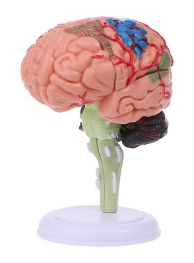 4D Disassembled Anatomical Human Brain Model Anatomy Teachin