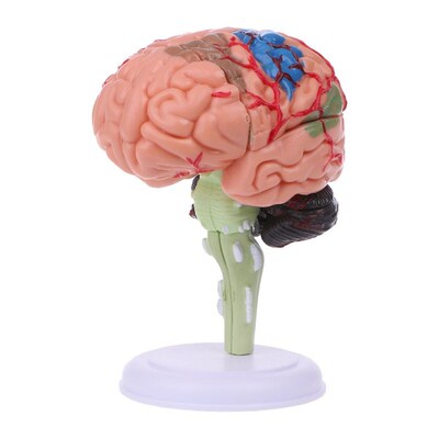 4D Disassembled Anatomical Human Brain Model Anatomy Teachin