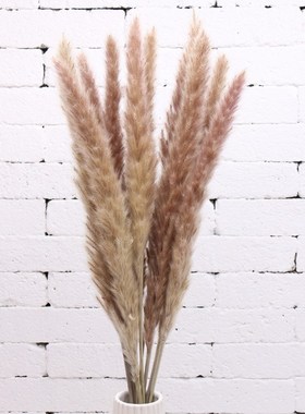 Real Dried Small Pampas Grass Wedding Flower Bunch Natural P