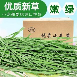 兔兔干草烘干小麦草牧草兔子草荷兰猪草龙猫牧草小麦苗毛重1KG