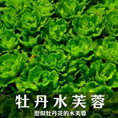 水生浮萍牡丹芙蓉吸收氨